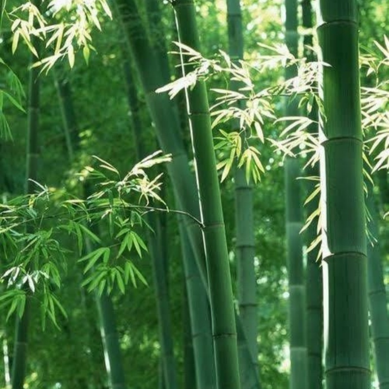 bamboo pulp