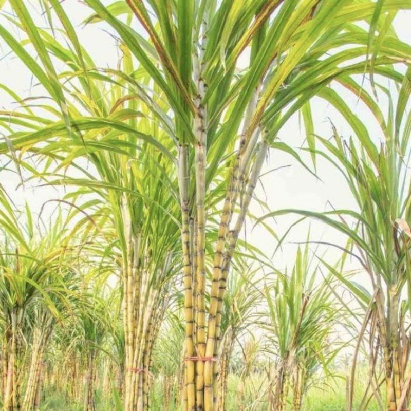 sugarcane bagasse pulp